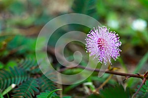 Sensitive plant, Sleepy plant, The touch-me-not, Mimosa pudica plants and  purple flower, Close up & Macro shot, Selective focus,