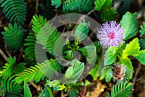 Sensitive plant, Sleepy plant, The touch-me-not, Mimosa pudica plants and  purple flower, Close up & Macro shot, Selective focus,