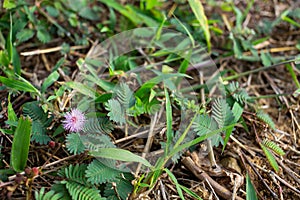 Sensitive plant, Sleepy plant, The touch-me-not, Mimosa pudica plants and purple flower, Close up shot, Abstract background