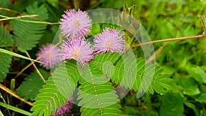 Sensitive plant, sleepy plant, the touch-me-not,weed, flowers