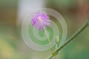 Sensitive plant touch-me-not, Mimosa pudica, close-up pink flower