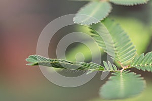 Sensitive plant touch-me-not, Mimosa pudica, inward folding leaf after being touched photo