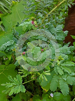 Sensitive plant and wet leaves so fresh