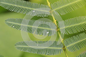 Sensitive plant which have dews in morning