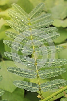 Sensitive plant which have dews in morning