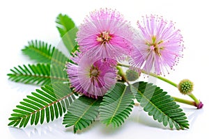 Sensitive Plant on White Background