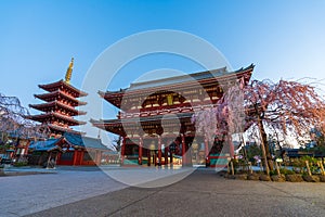 Sensoji Temple with spring cherry blossom in morning, Tokyo, Japan