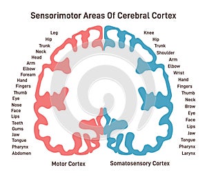 Sensorimotor areas of the cerebral cortex. Anatomy of the human brain. photo
