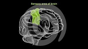 Sensory area of human brain photo