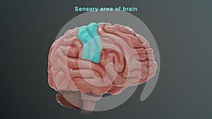 Sensory area of human brain