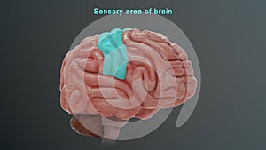Sensory area of human brain photo