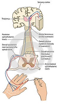 Sensory and motor nerve pathways