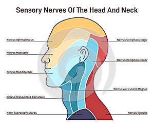 Sensory nerves of the head and neck. Neural coverage of human head photo