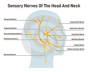 Sensory nerves of the head and neck. Neural coverage of human head