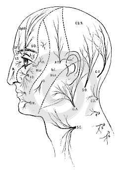 Sensory Nerves to the Head and Neck, vintage illustration