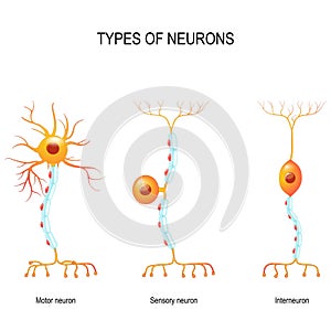 Sensory neuron, motor neuron, and interneuron