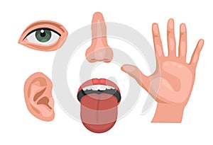 5 sensory organs. feelings sense- eyes vision, nose smell, tongue taste buds, skin touch, hearing ears . isolated vector