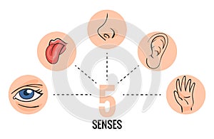 Sensory organs. Nose smell, eyes vision, ears hearing, skin touch, language taste and taste buds. Cartoon sensory organs