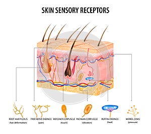 Sensory Receptors Concept