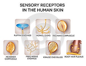 Sensory receptors in the human skin