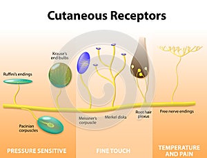 Sensory receptors in the human skin