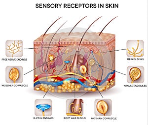 Sensory receptors in the skin