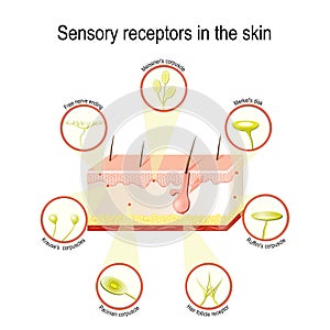 Sensory receptors in the skin