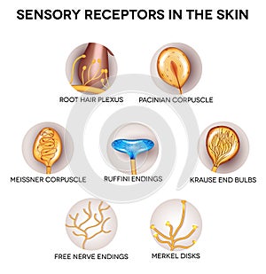 Sensory receptors in the skin photo