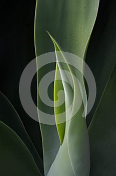 A sensual and elegant agave plant