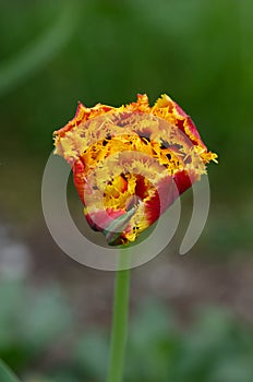 Sensual Golddust. Orange double petal tulip