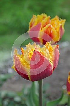 Sensual Golddust. Orange double petal tulip