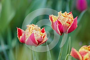 Sensual Golddust. Orange double petal tulip