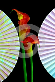 Sensual pair of flaming calla lillies with folding fans on black background