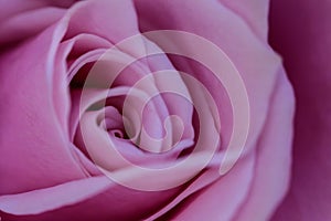 Sensual and subtle  macro photo of pink rose