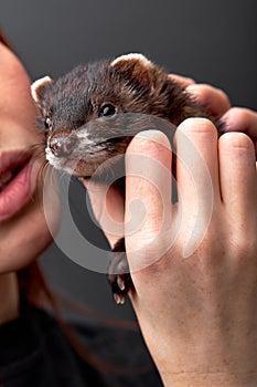 Sensual young woman hugging holding pet ferret in hand. Woman and pet concept.