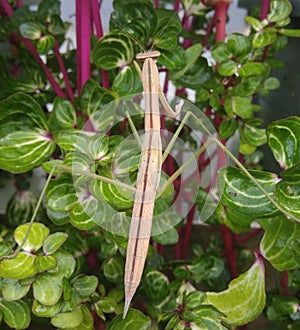 The sentadu mantis or praying mantis are insects that belong to the order of Mantodea.