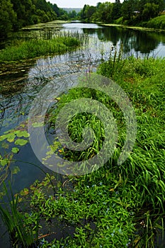 Sentimental photo of a river with forget-me-nots and water lilies on a rainy day