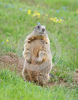 Sentinel marmot photo