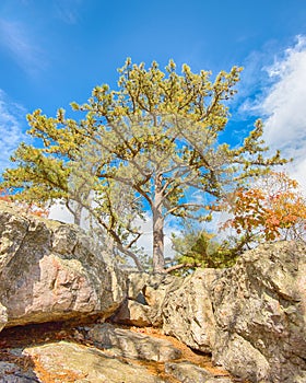 Sentinel Pine, Wolf Rock, Catoctin Mountain Park, MD