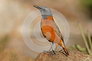 Sentinel rock thrush