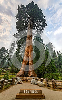 Sentinel Tree - Sequoia National Park