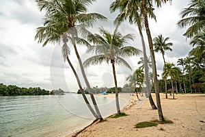 Sentosa Island, Singapore. Sentosa beaches reveal paradise of bright sands and palm trees. idyllic setting invites relaxation,