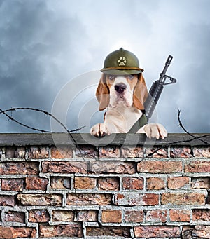 The sentry dog with gun