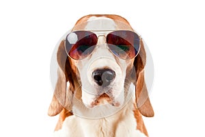 Sentry dog in sunglasses on white