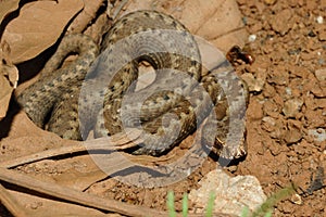 Seoane's viper (Vipera seoanei)