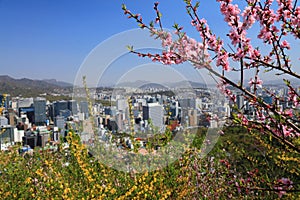 Seoul cityscape and spring blossoms