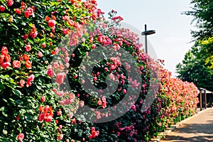 Seoul Rose Festival, Jungnangcheon Stream park in Seoul, Korea