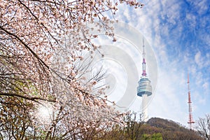 seoul tower, city in spring with cherry blossom tree in full bloom, south korea.