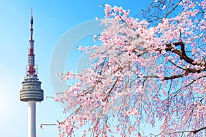 Seoul tower and pink cherry Blossom.