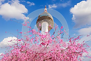 Seoul tower and pink cherry Blossom, Sakura season in spring,Seoul in Korea.